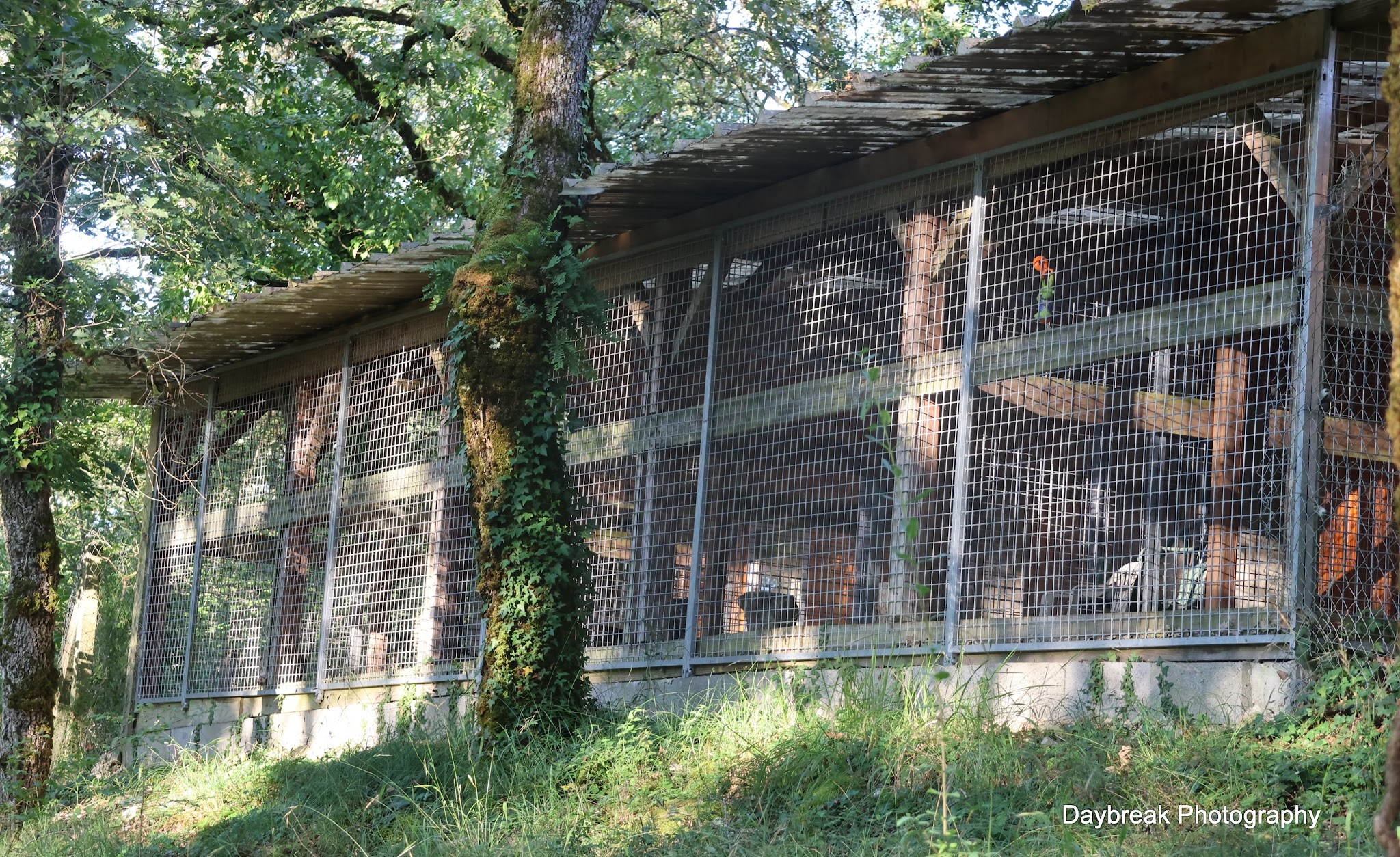 Domaine De La Chesnaie - Pension Canine — photo