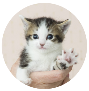 La Patoune Compagnie — photo