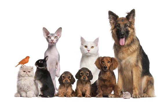 La Patoune Compagnie — photo