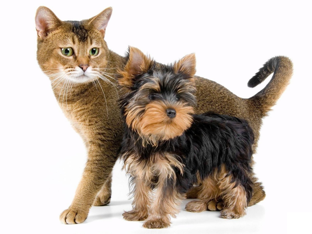 La Patoune Compagnie