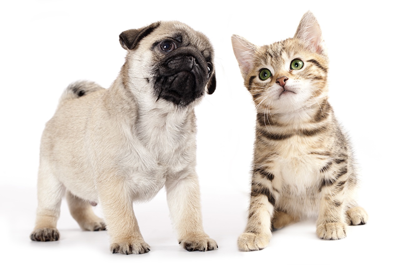 La Patoune Compagnie — photo