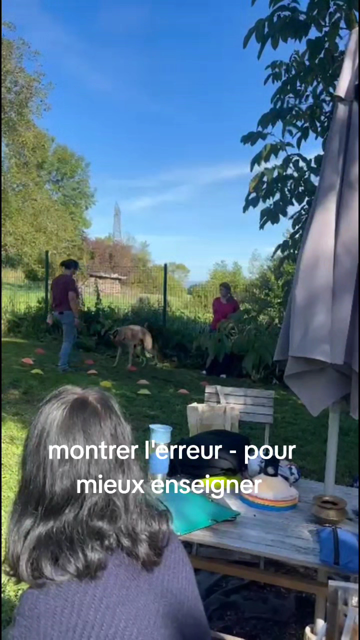 Univers chien — photo