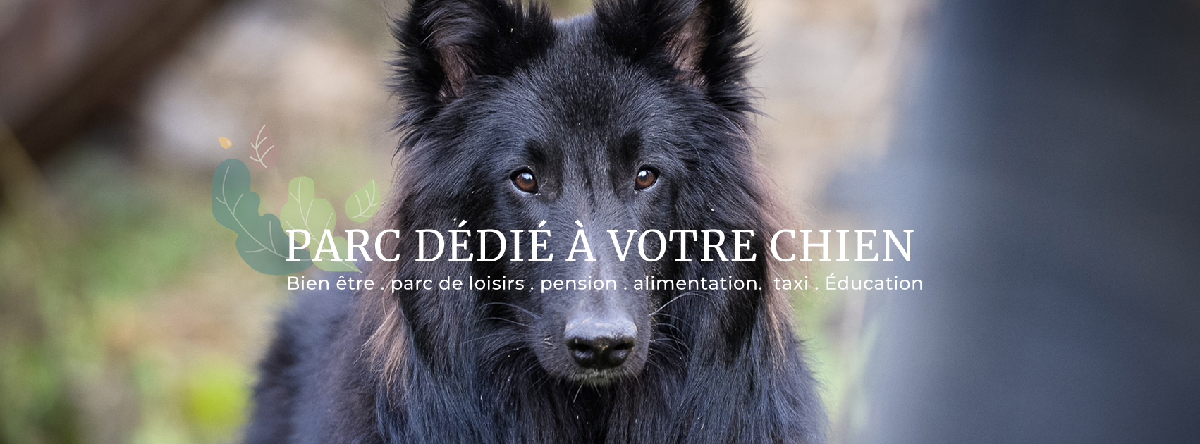 Univers chien