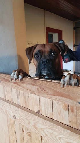 Pas Chiens Pas Chats