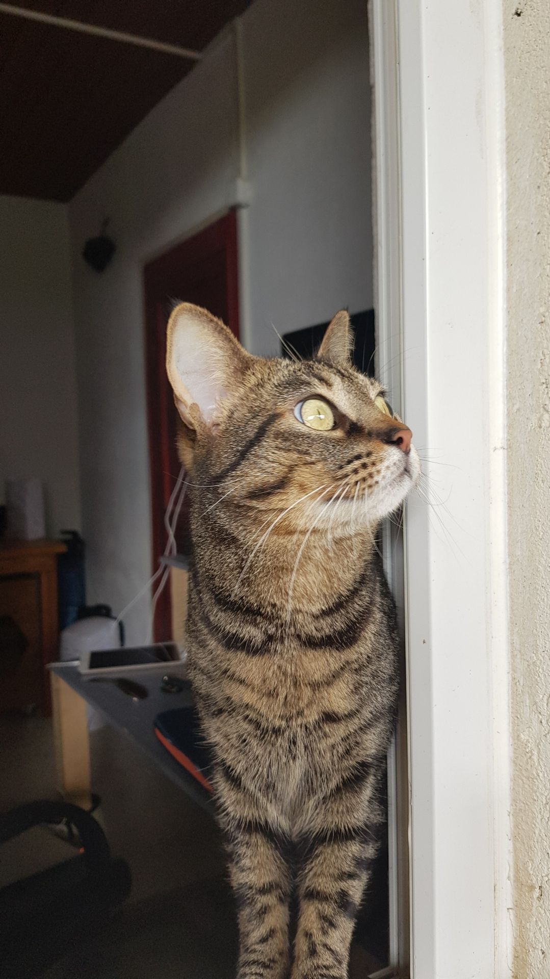 Pas Chiens Pas Chats — photo