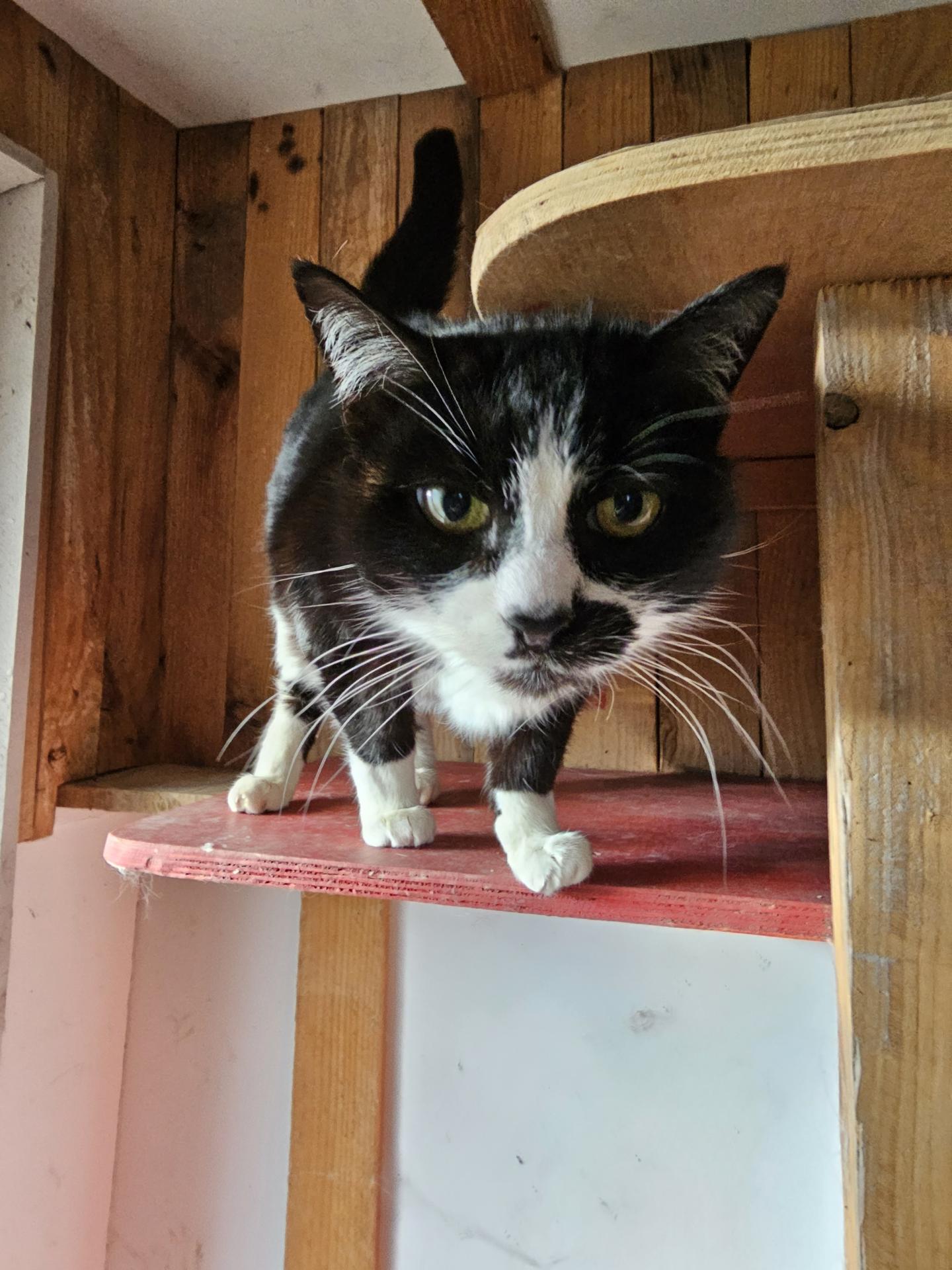 Pas Chiens Pas Chats — photo