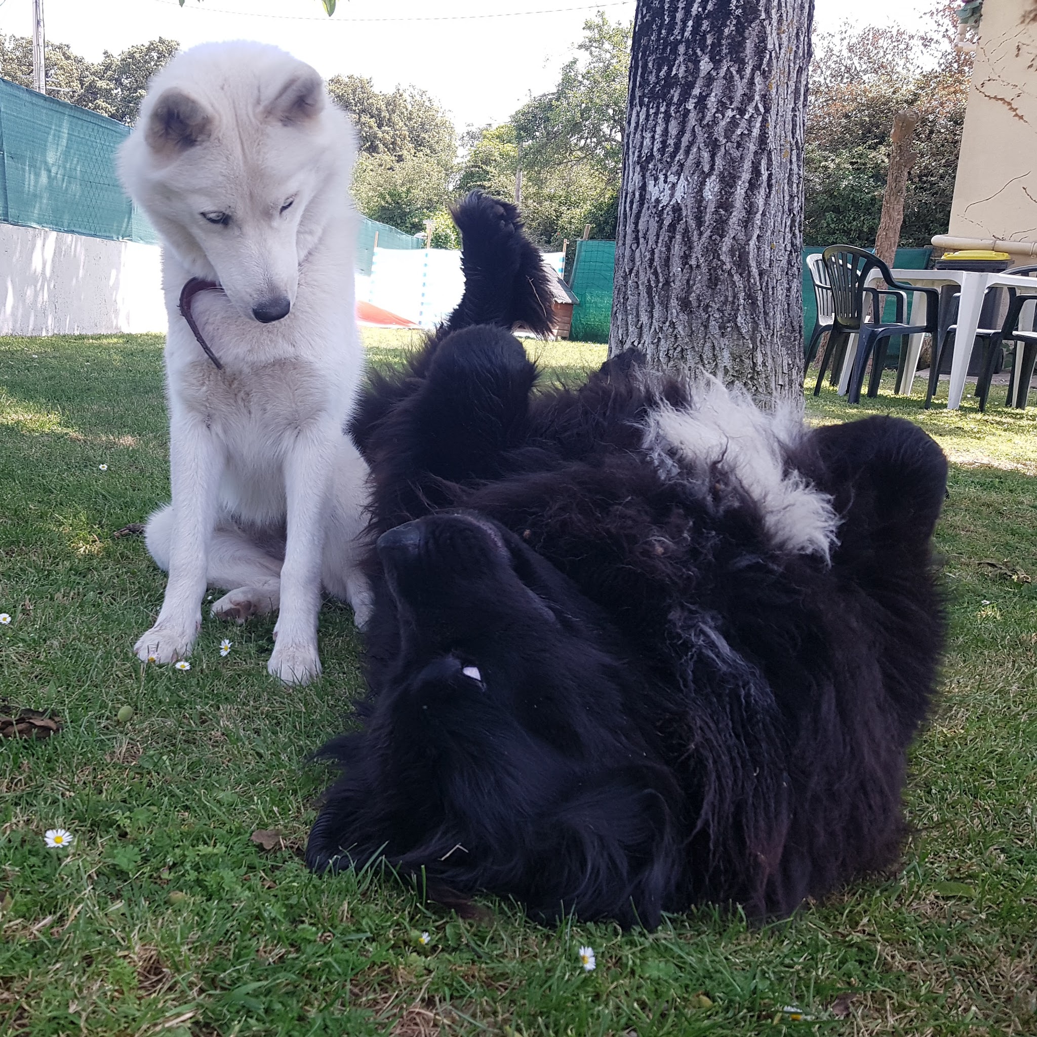 Pension familliale canine. Stéphanie Pet-Sitter. — photo