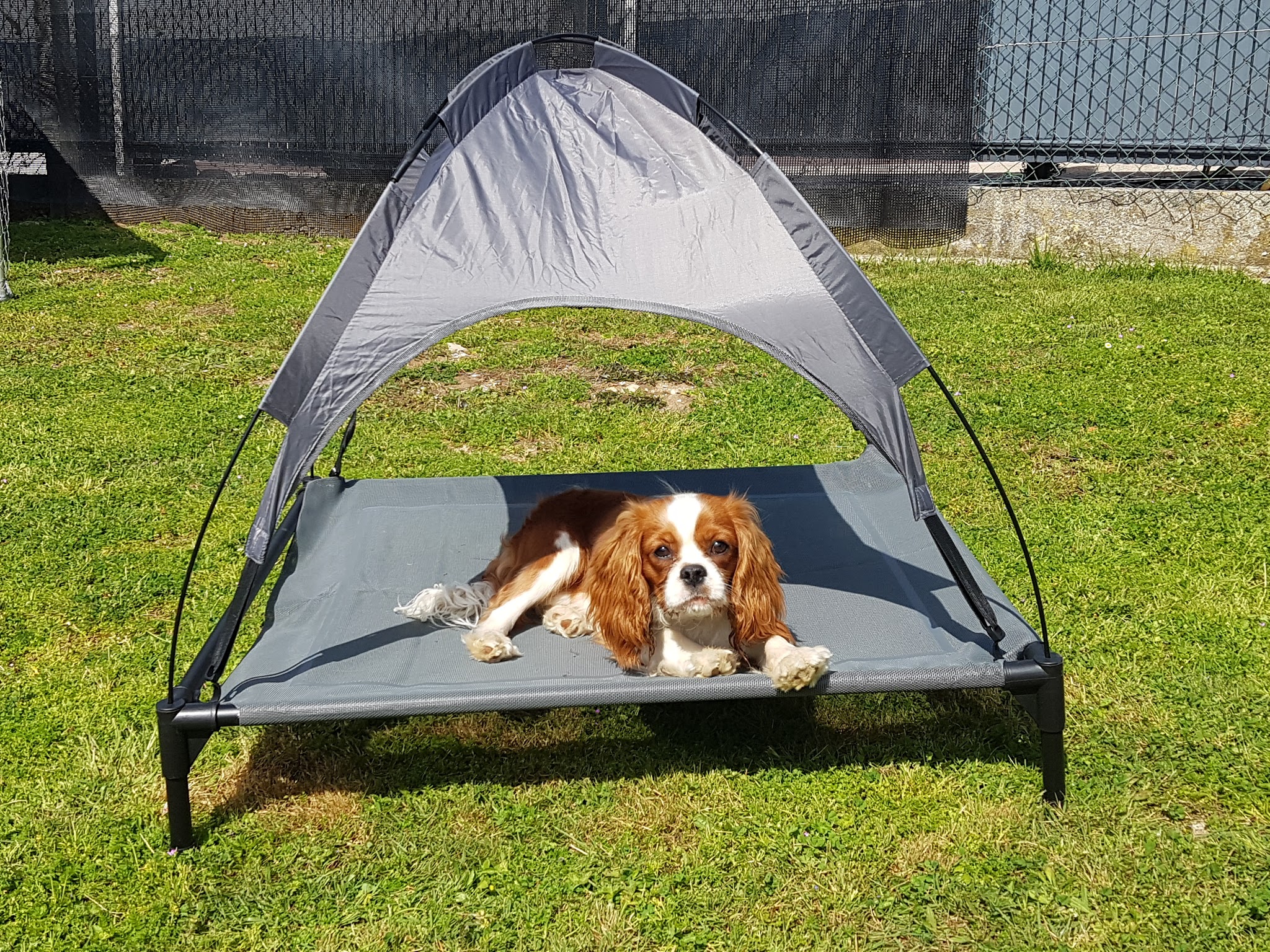 Pension familliale canine. Stéphanie Pet-Sitter. — photo