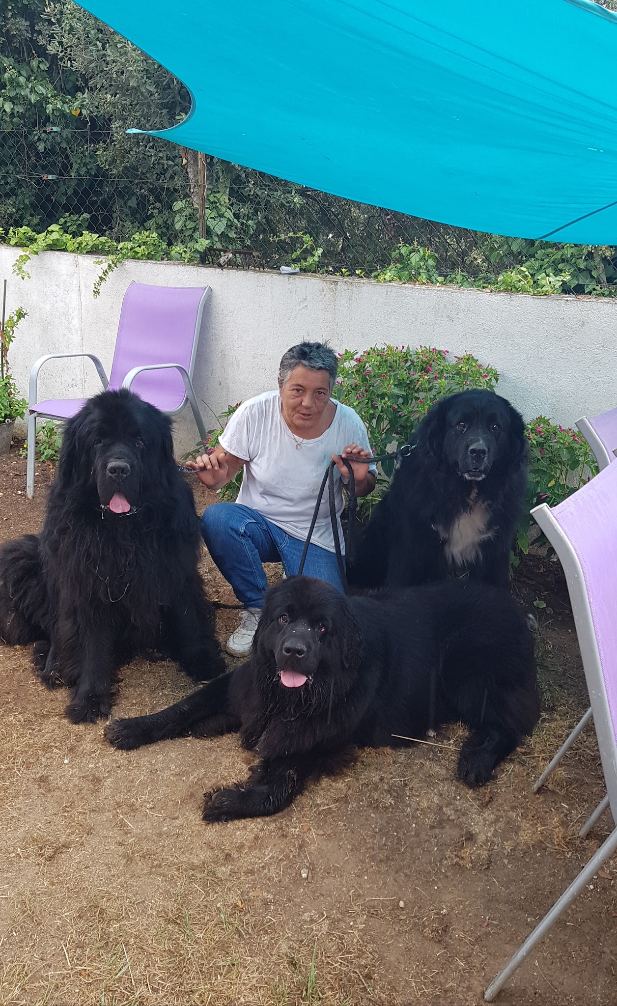 Pension familliale canine. Stéphanie Pet-Sitter. — photo