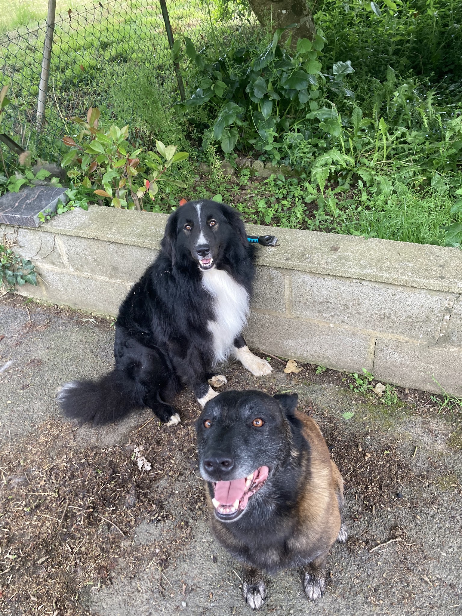 Canis Disciplina, éducation et comportementalisme canin — photo