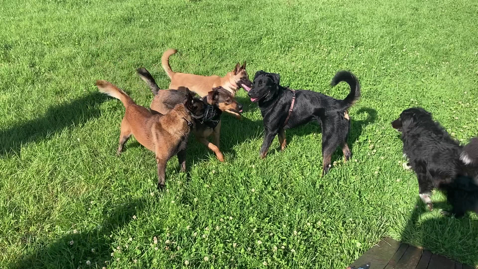 Canis Disciplina, éducation et comportementalisme canin — photo