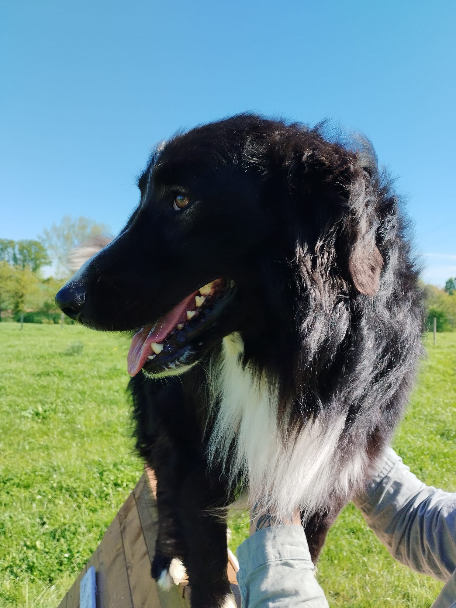 Canis Disciplina, éducation et comportementalisme canin — photo