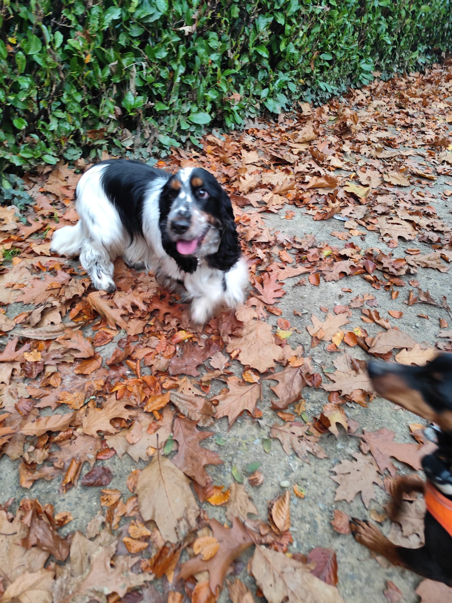 Canis Disciplina, éducation et comportementalisme canin — photo