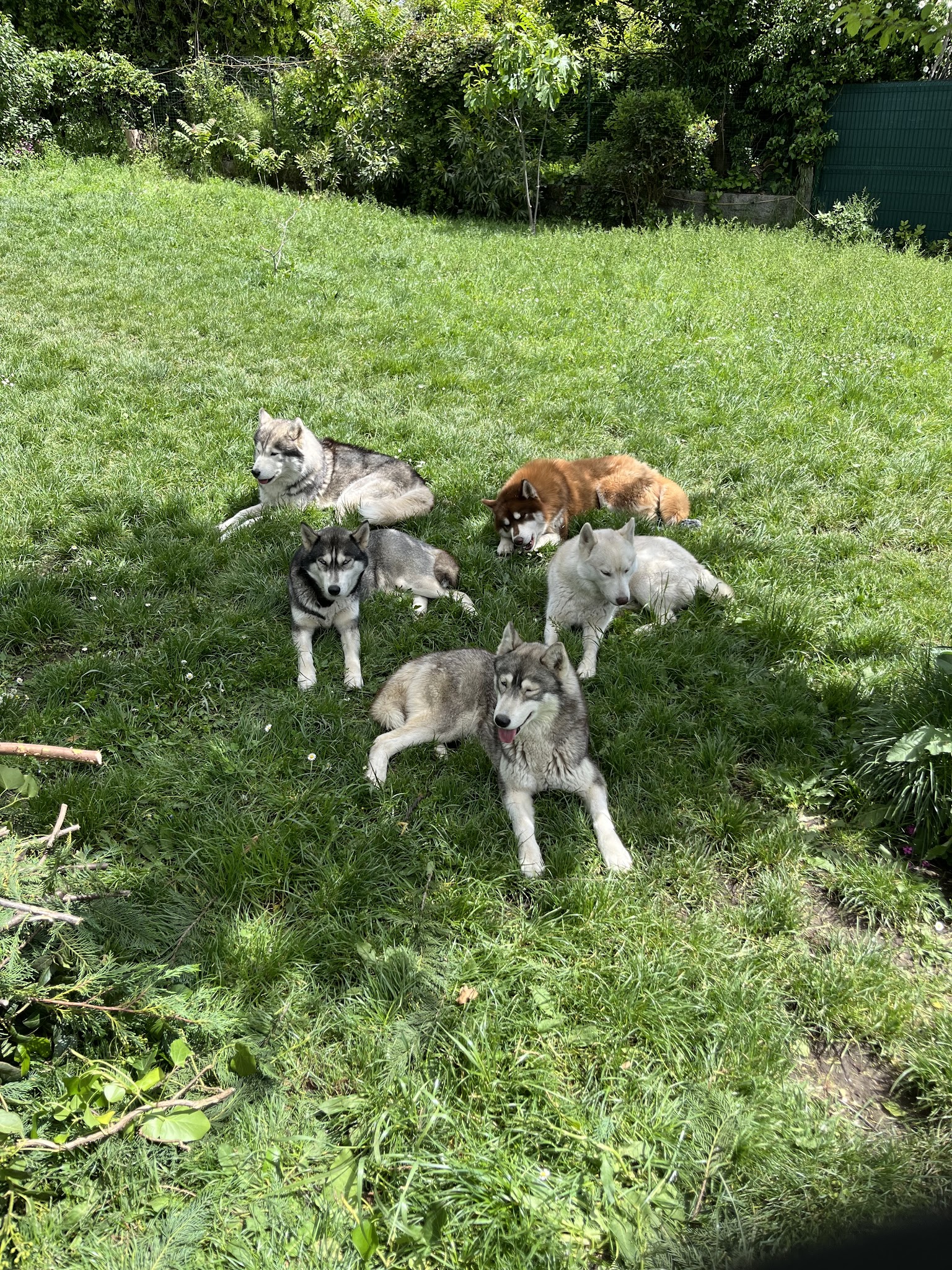 Élevage Esprit du loup de terre rouge — photo