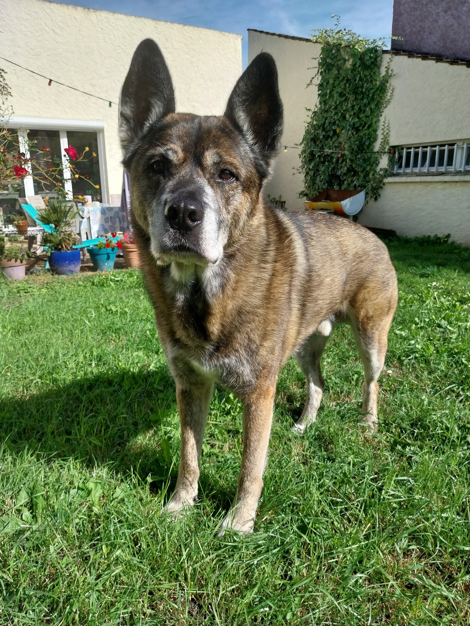 Vivre avec nos chiens — photo