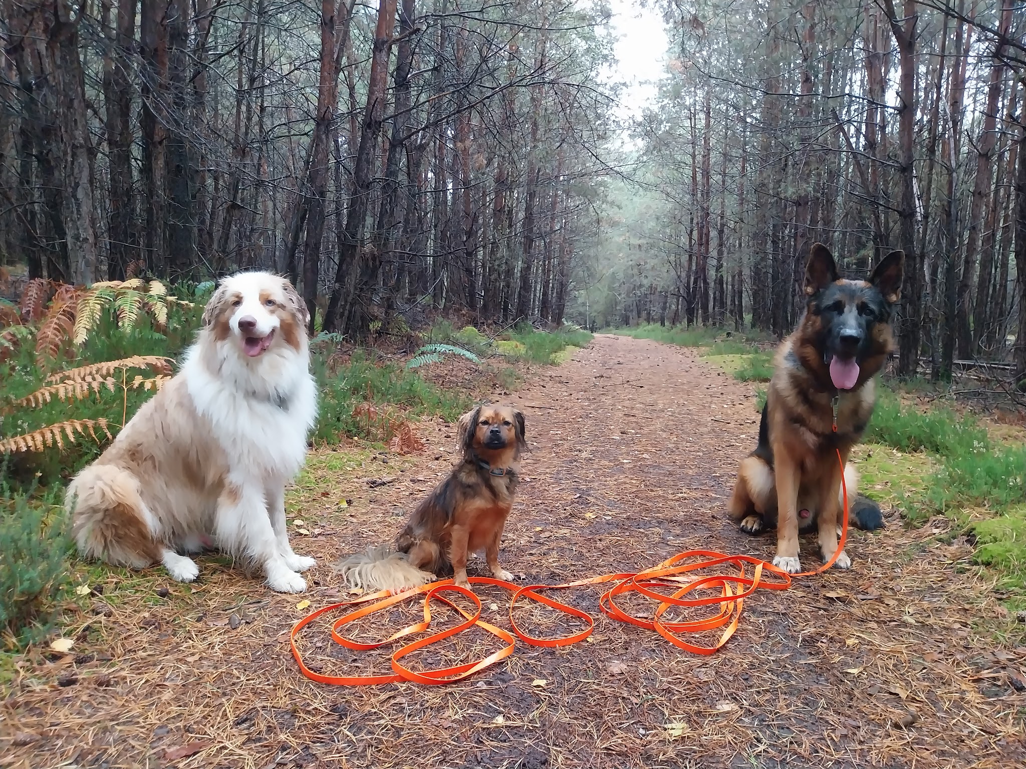Vivre avec nos chiens