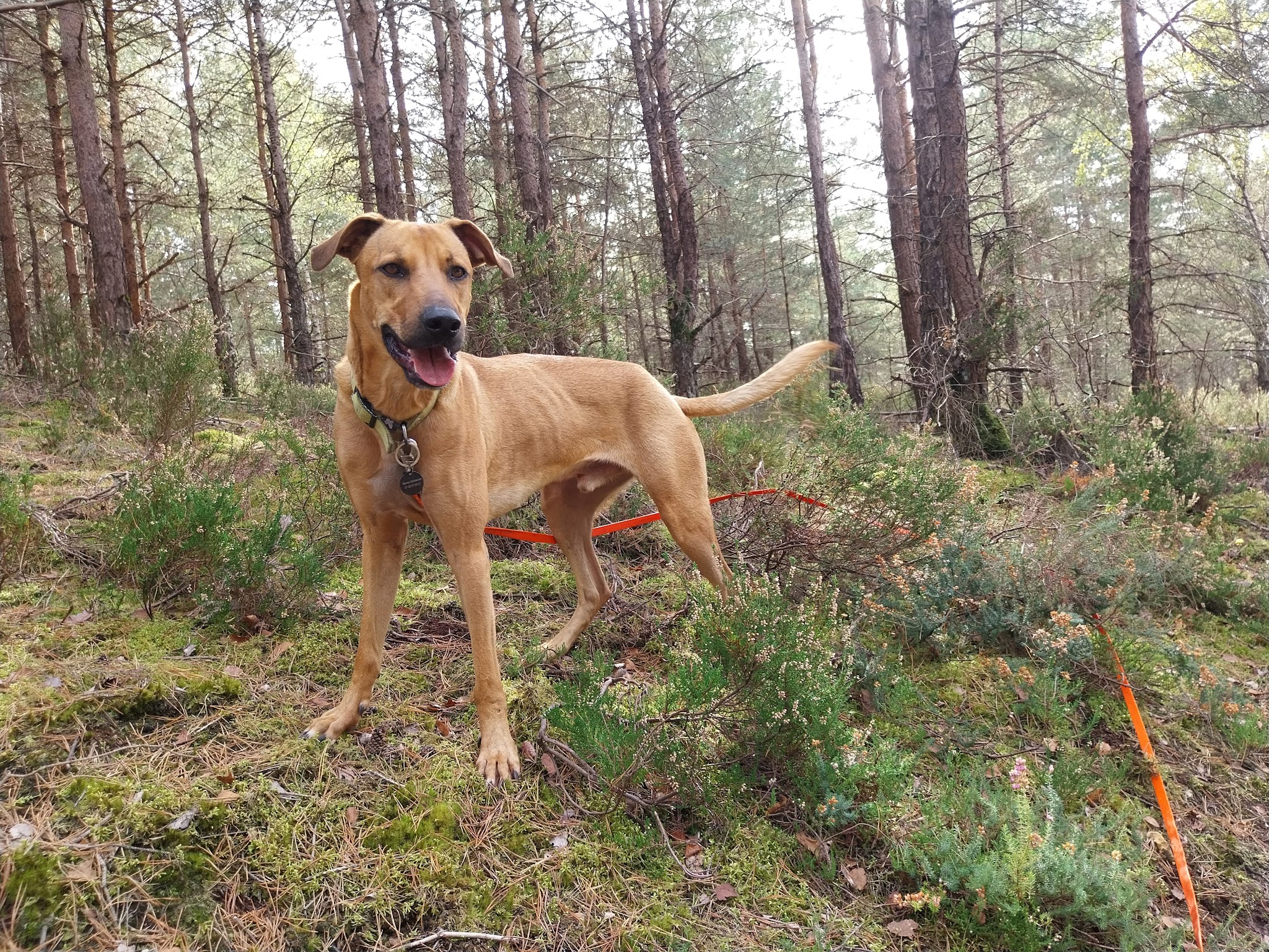 Vivre avec nos chiens — photo