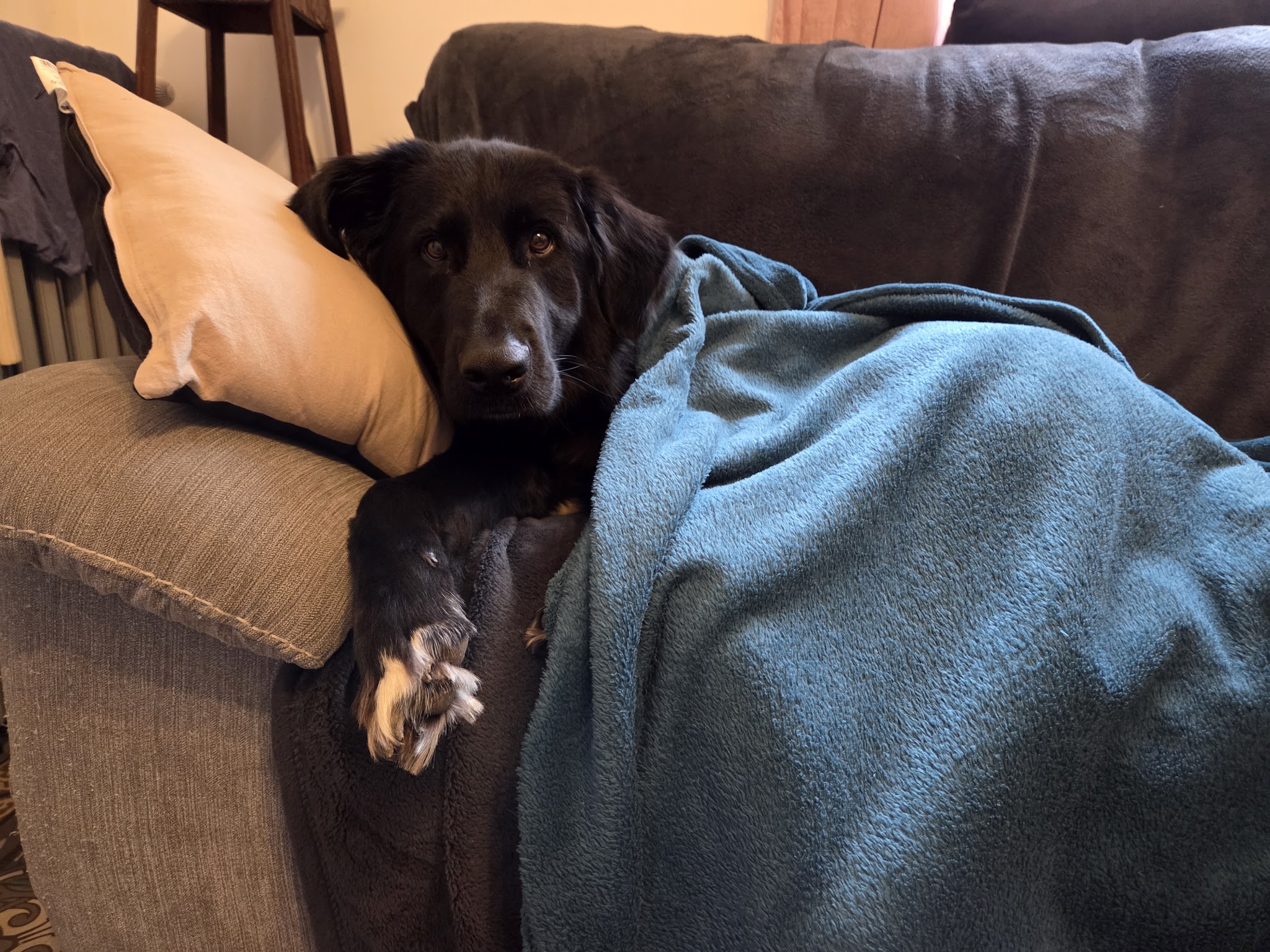 Chez Baloo, pension chats et NAC, visites à domicile Laon et alentours, acaced chiens, chats, NAC et TAV — photo