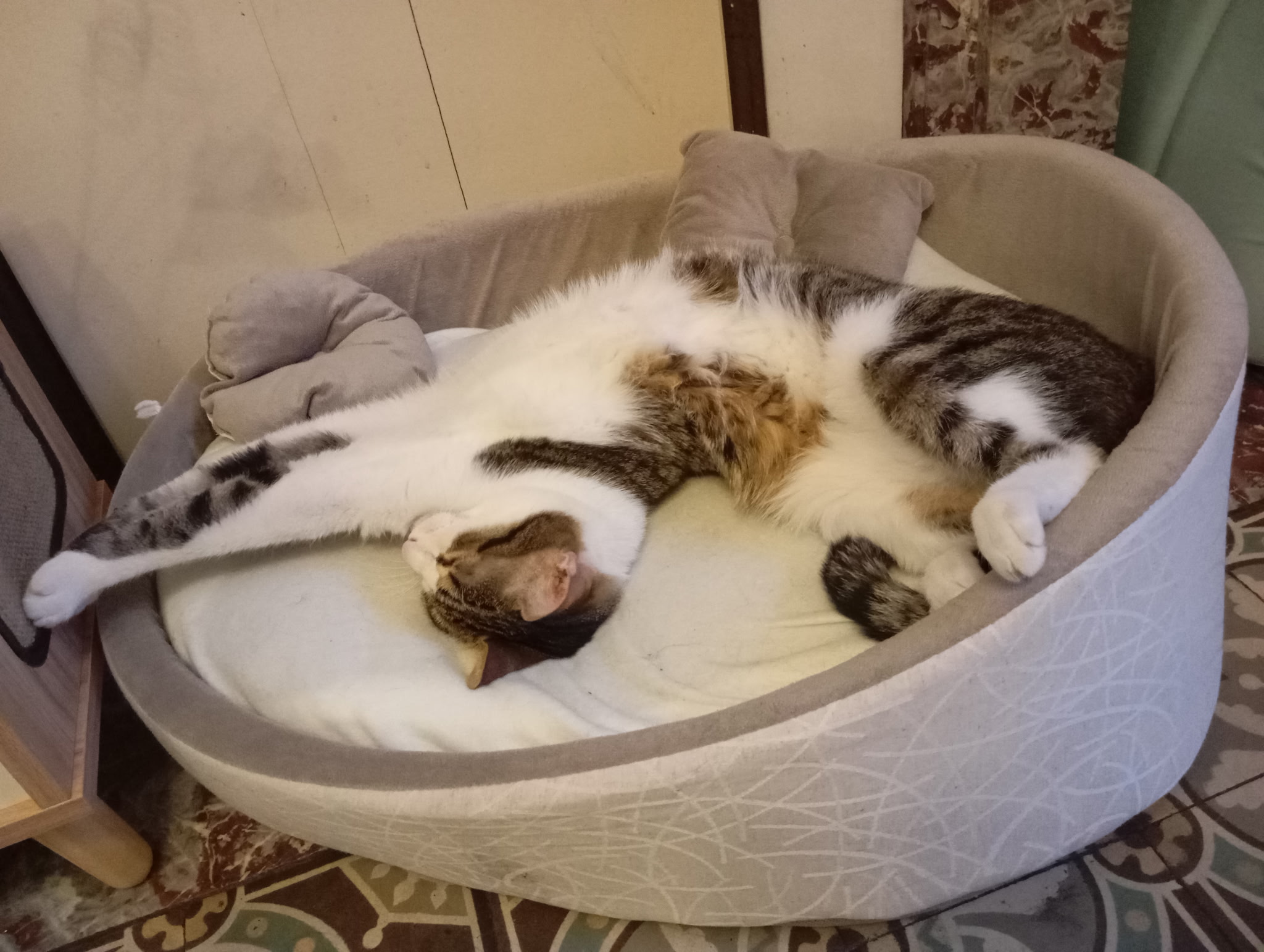 Chez Baloo, pension chats et NAC, visites à domicile Laon et alentours, acaced chiens, chats, NAC et TAV — photo