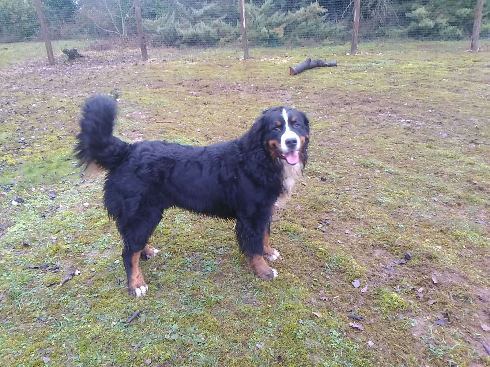 Le bois d’Avanton pension canine — photo