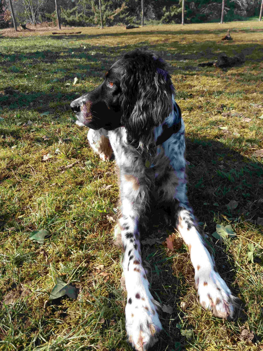 Le bois d’Avanton pension canine — photo