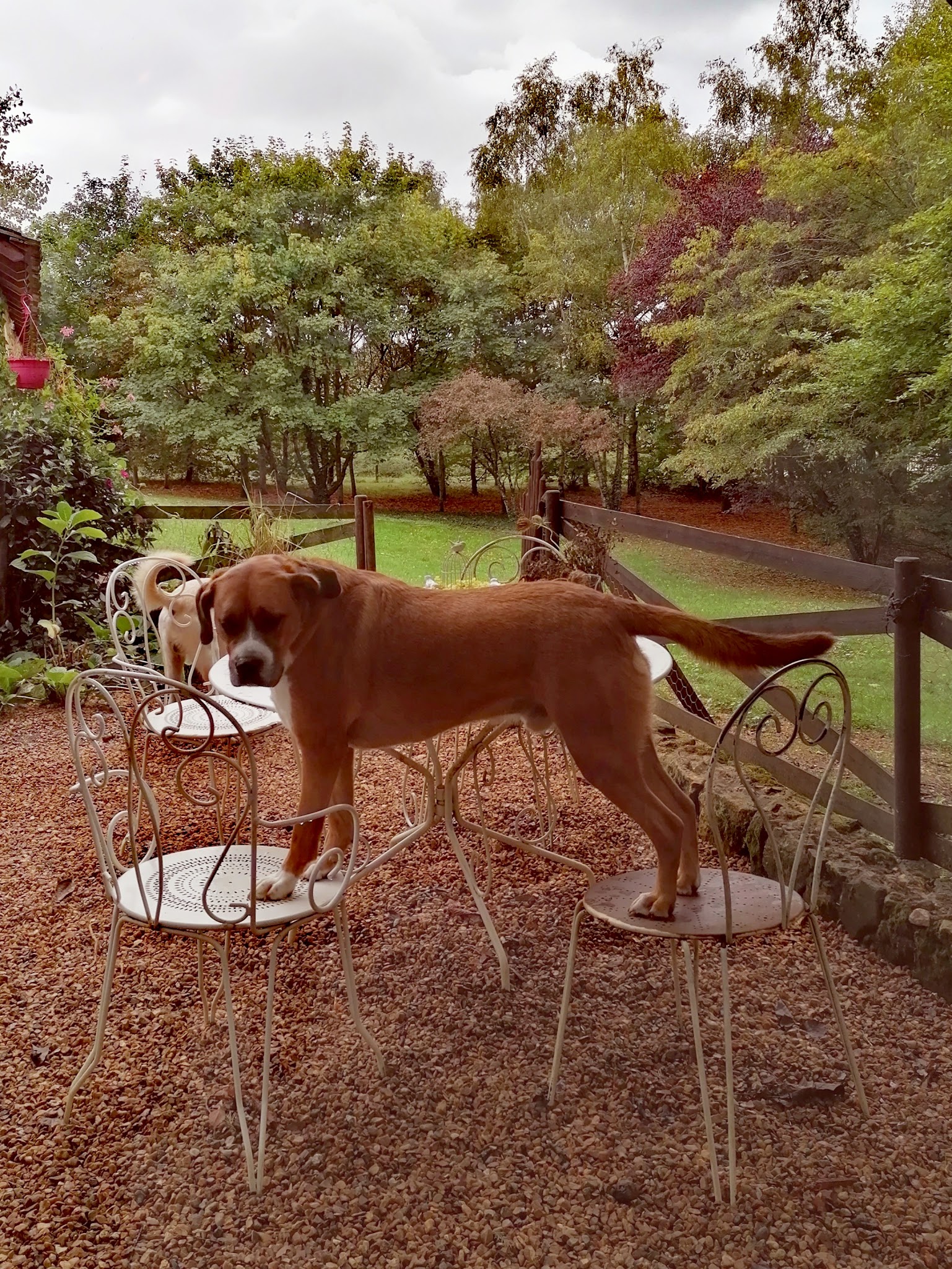 Les P'tits Clos des 4 Pattes — photo