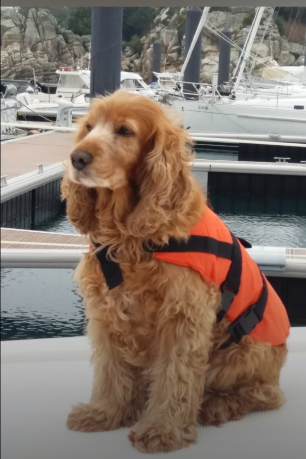LA COLO DES 4 PATTES de St Thonan — photo