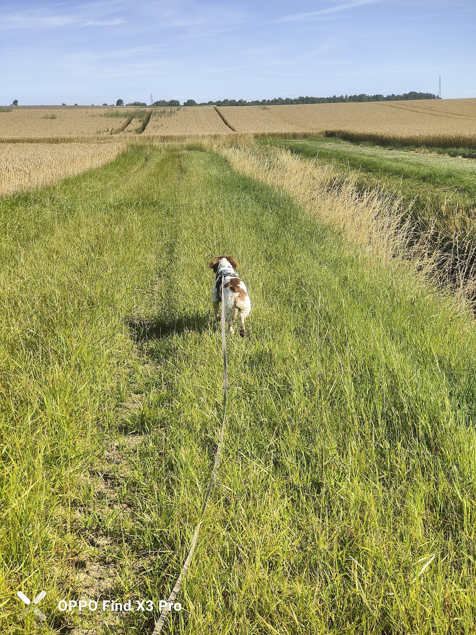 Pat4Dogs - Éducation et pension canine — photo