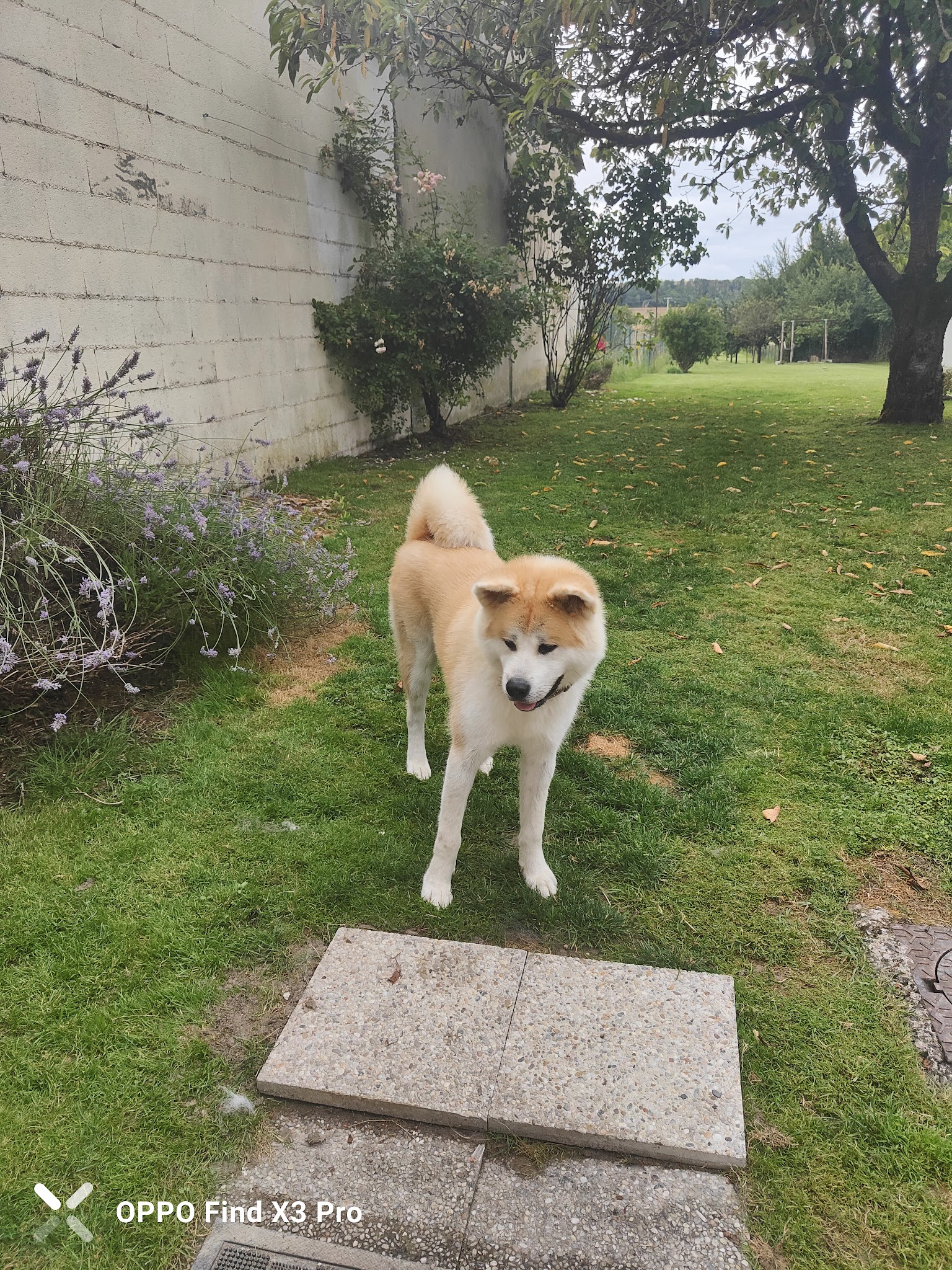 Pat4Dogs - Éducation et pension canine — photo