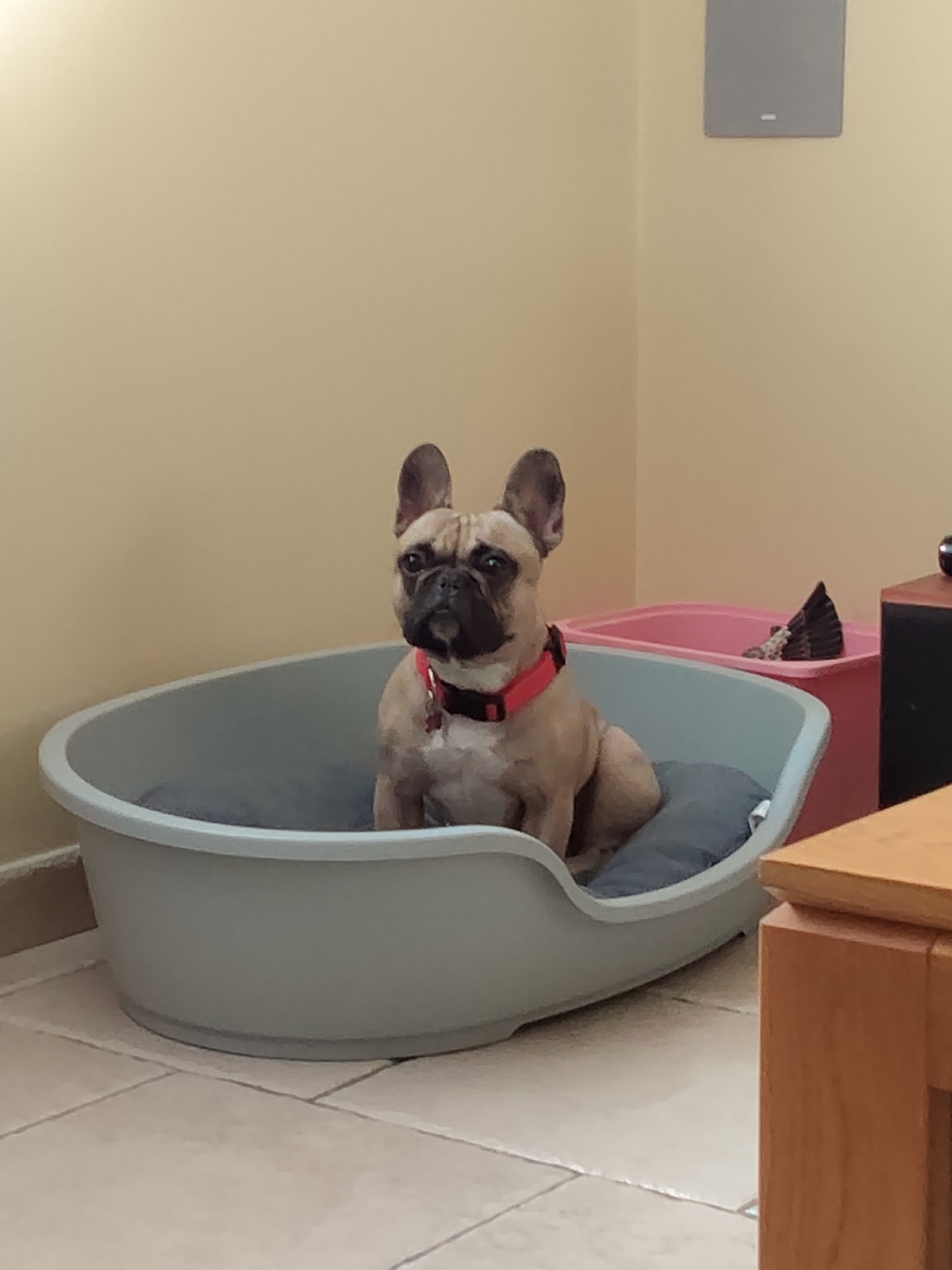 Joel Chevillard Educateur Comportementaliste Canin Certifié — photo