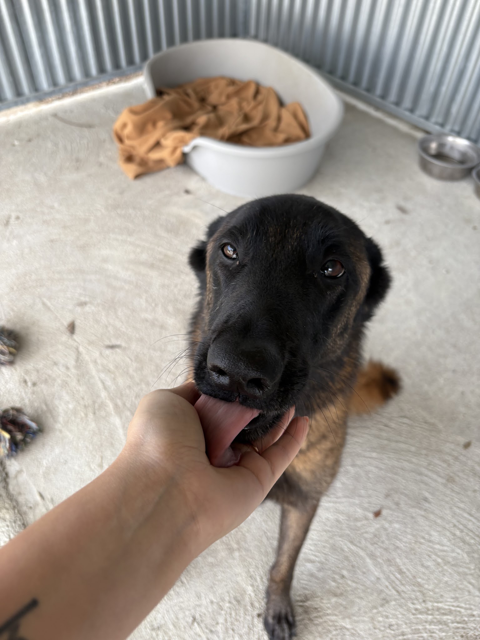 Poli Dog — photo