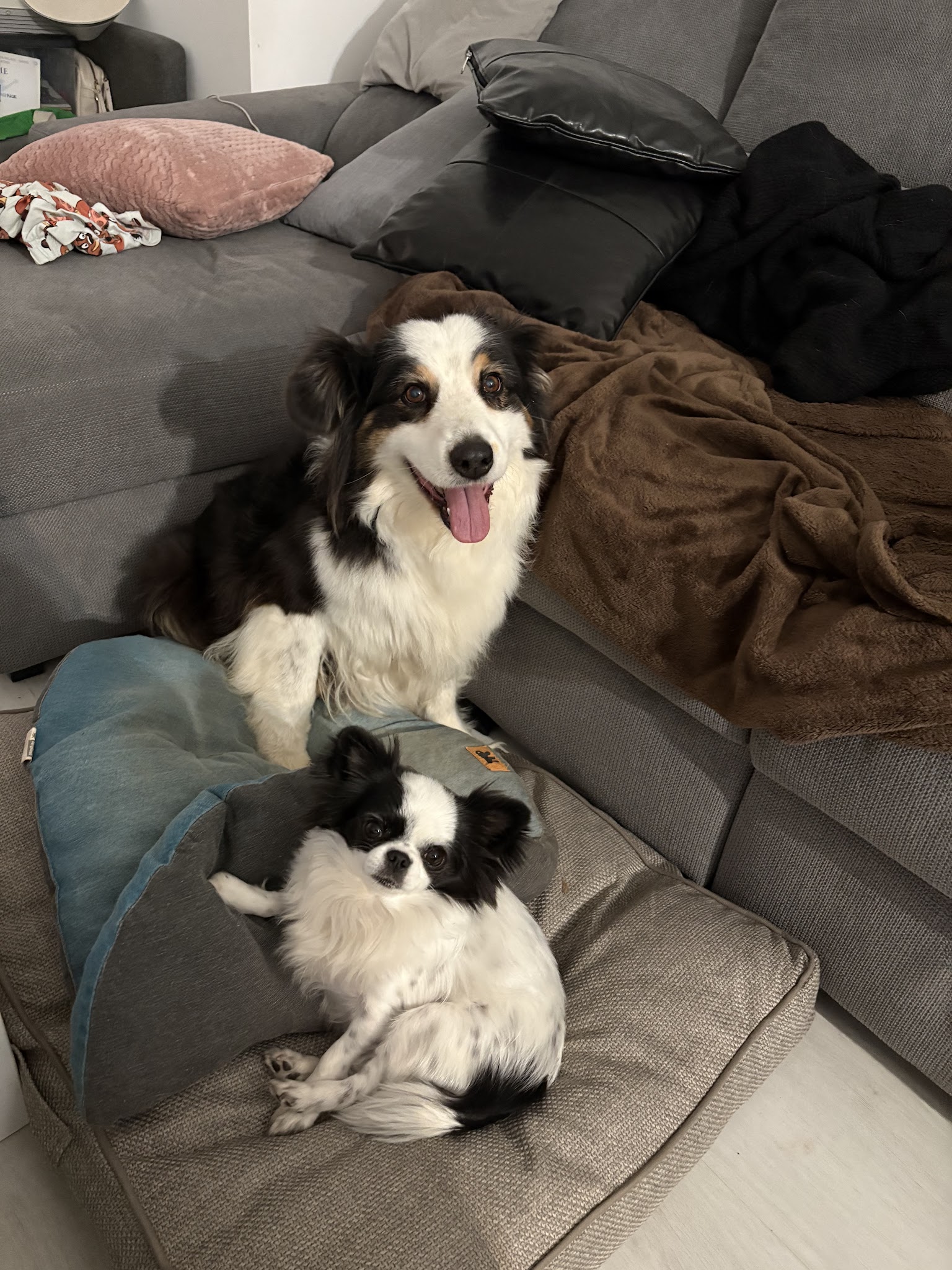Poli Dog — photo