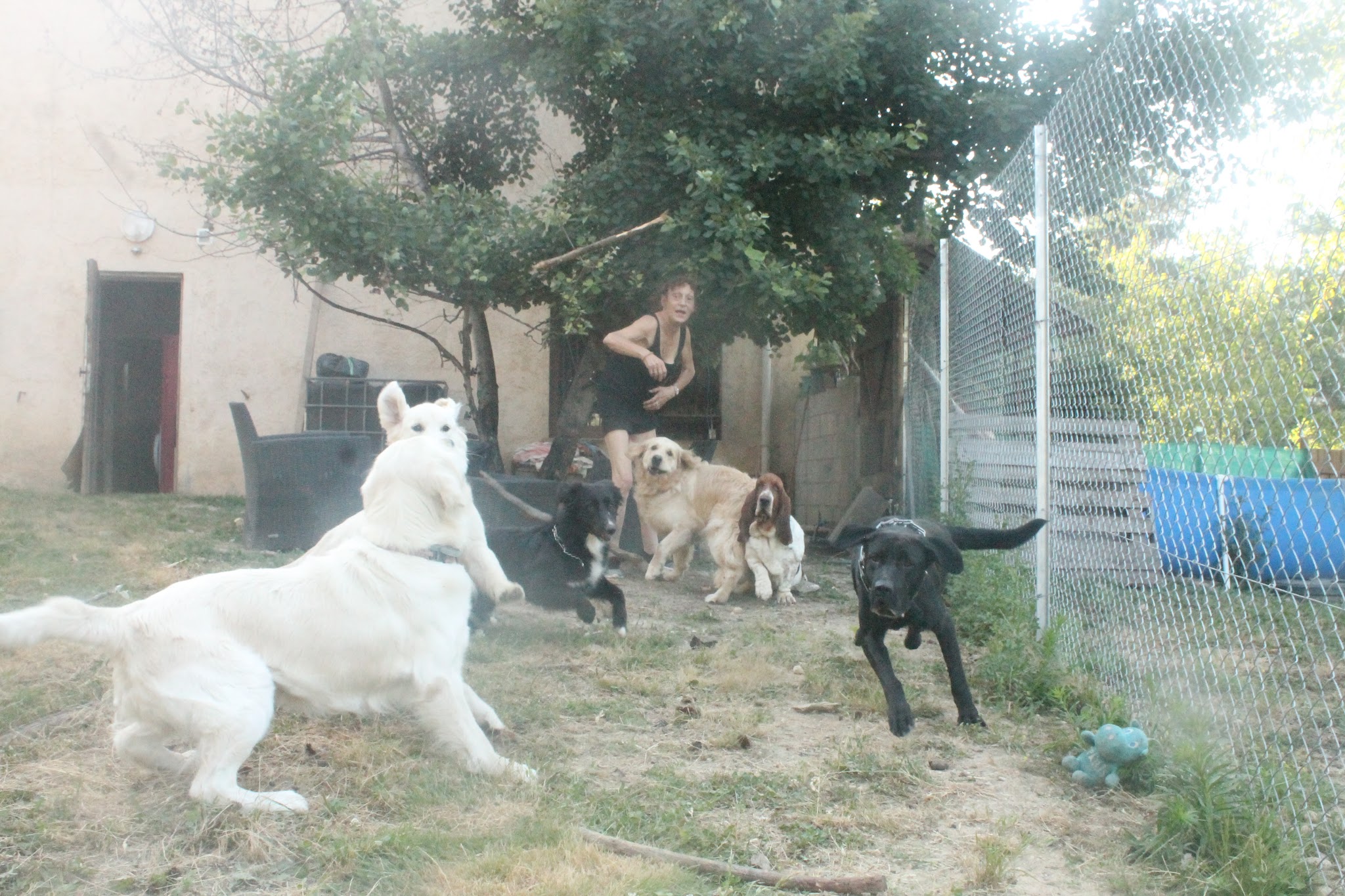 Auberge canine de Saint Pierre — photo