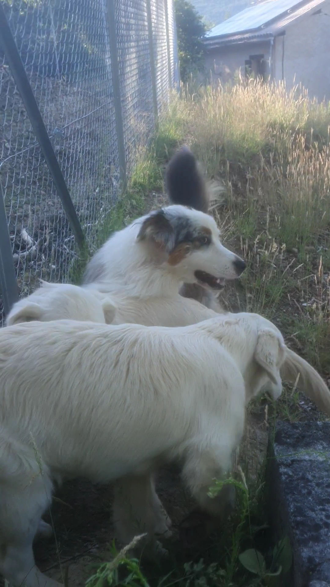Auberge canine de Saint Pierre — photo