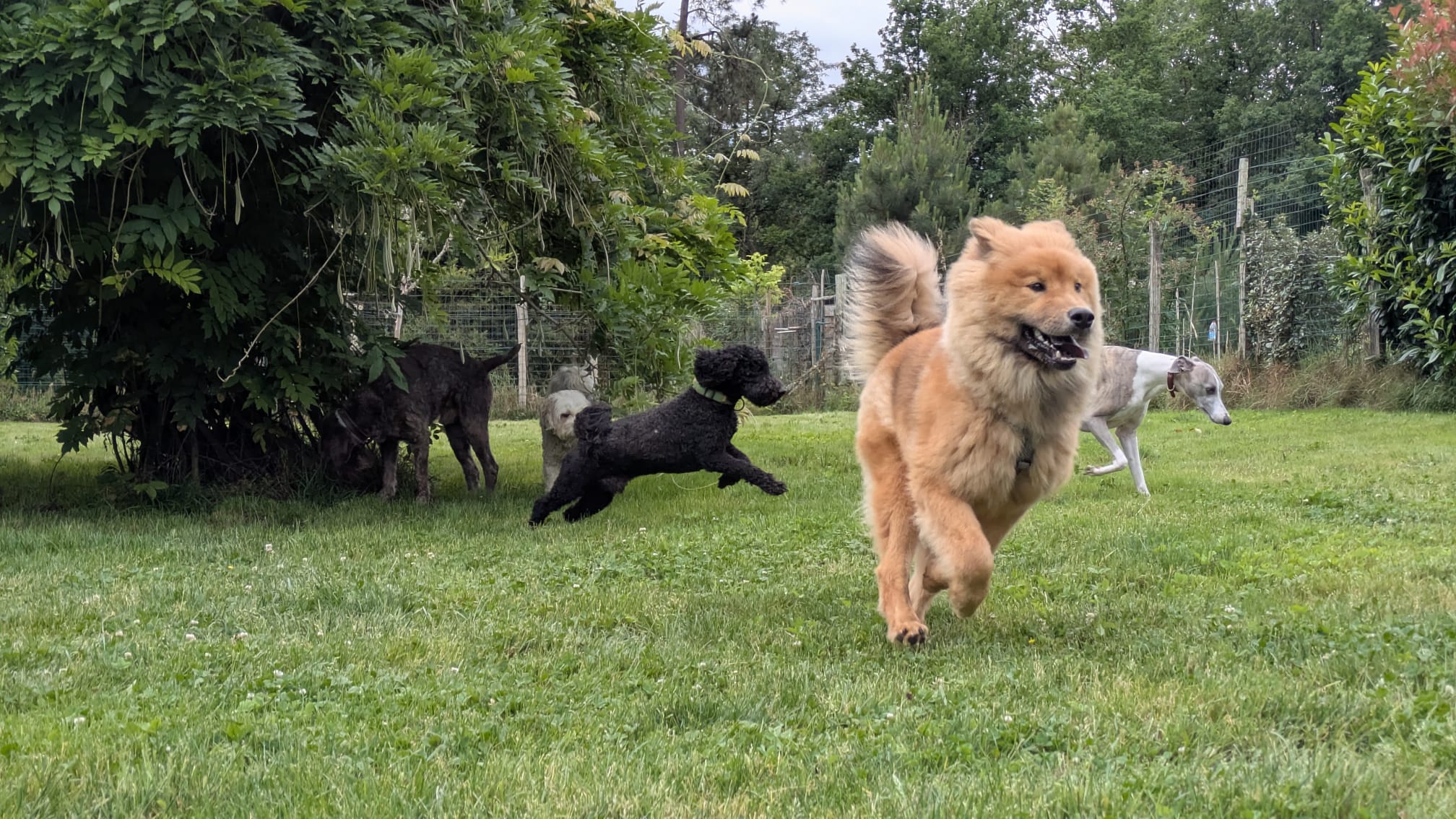 CROMIGNON - Hôtel Canin, Félin et Visites à domicile — photo