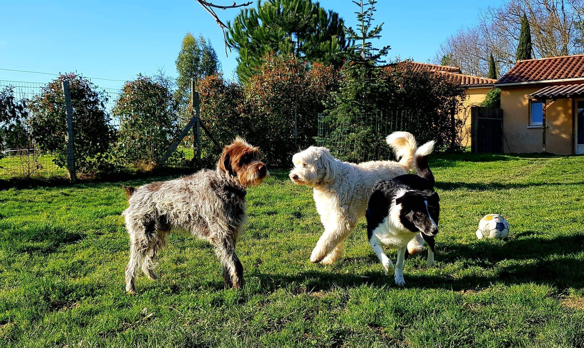 CROMIGNON - Hôtel Canin, Félin et Visites à domicile — photo
