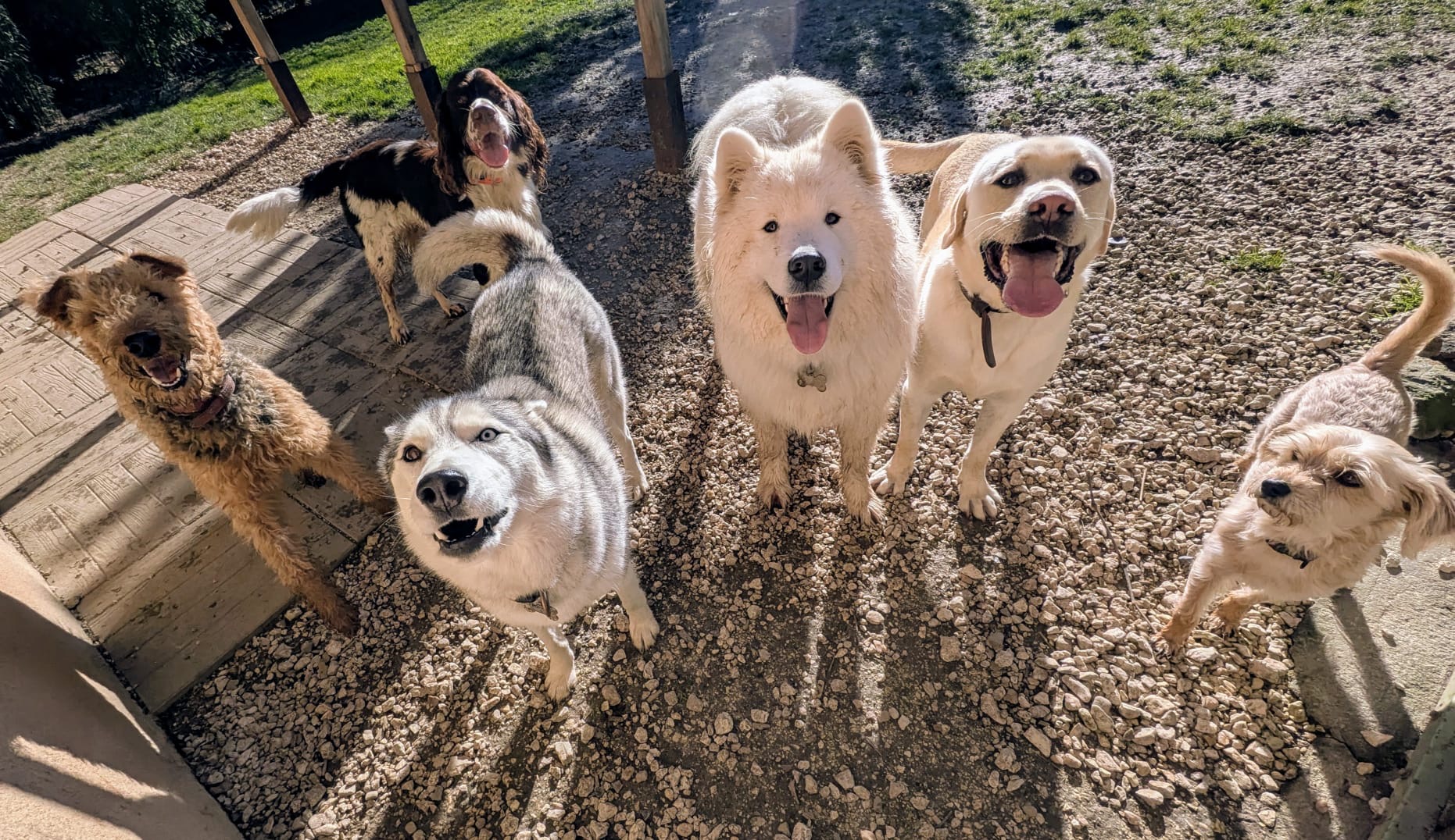 CROMIGNON - Hôtel Canin, Félin et Visites à domicile — photo
