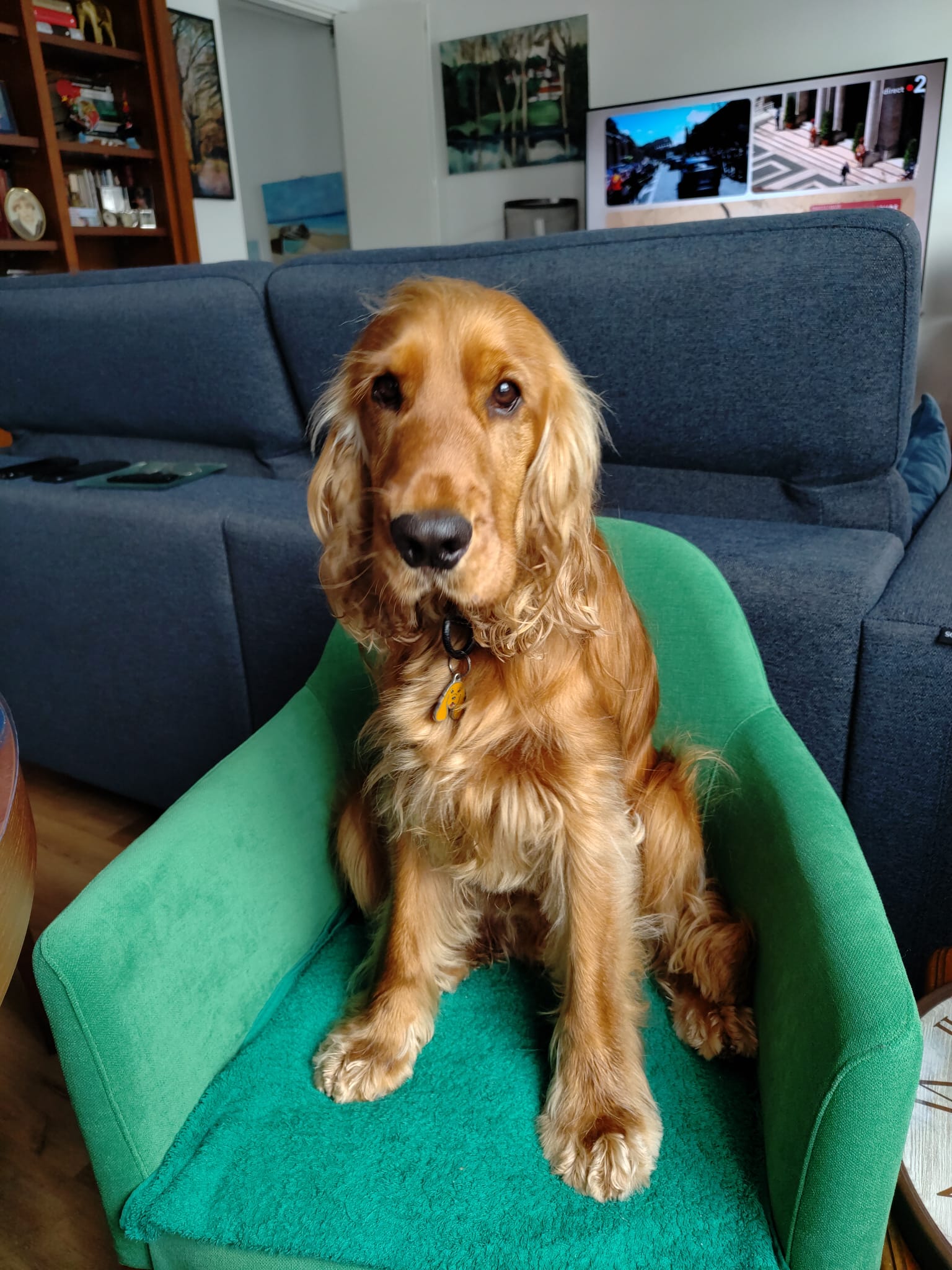 RAMA - Éducation & Services Canins — photo