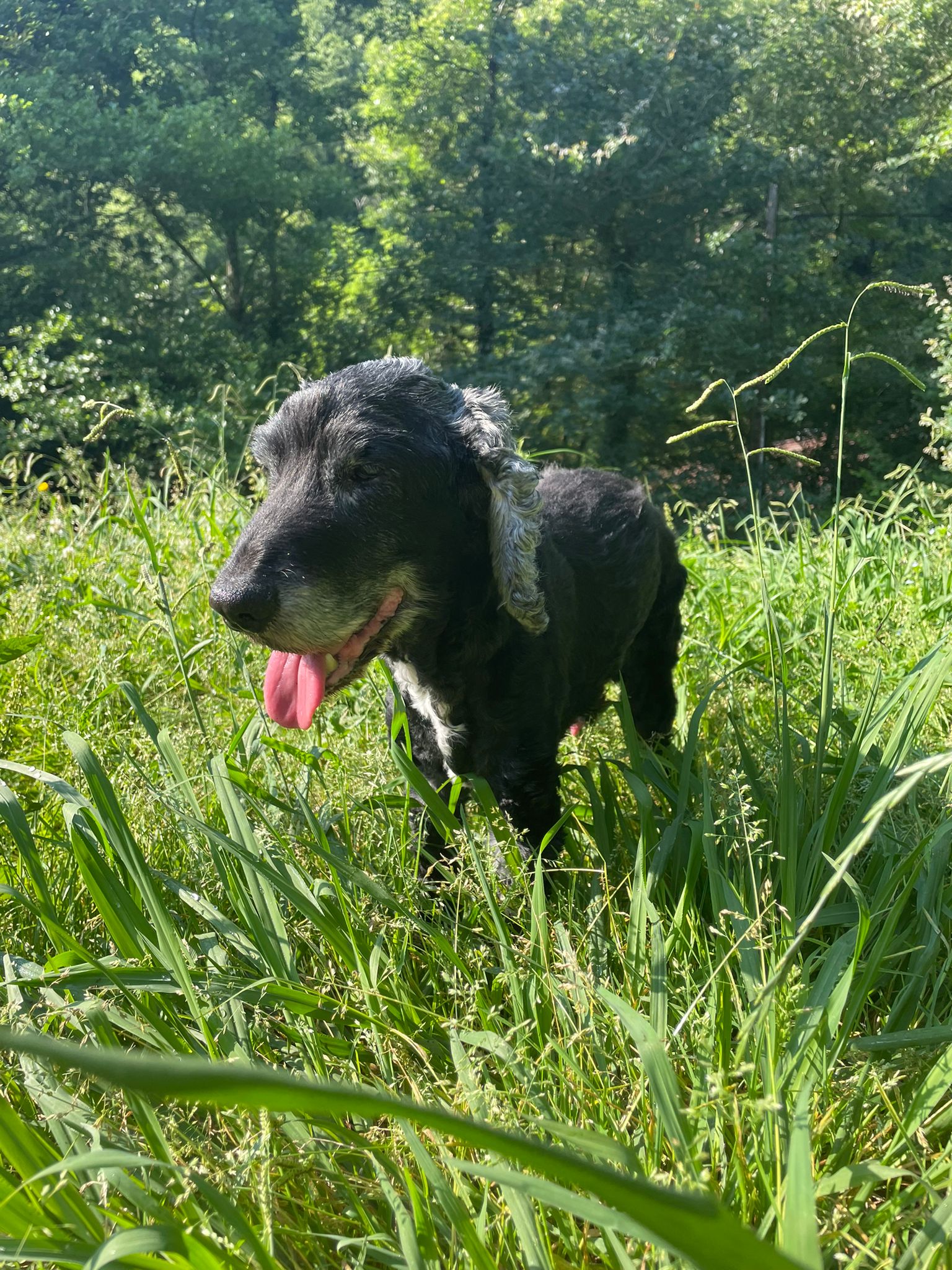 RAMA - Éducation & Services Canins — photo