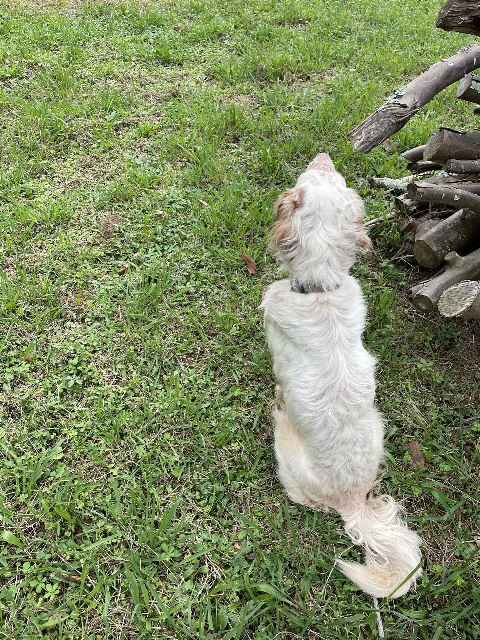 RAMA - Éducation & Services Canins — photo