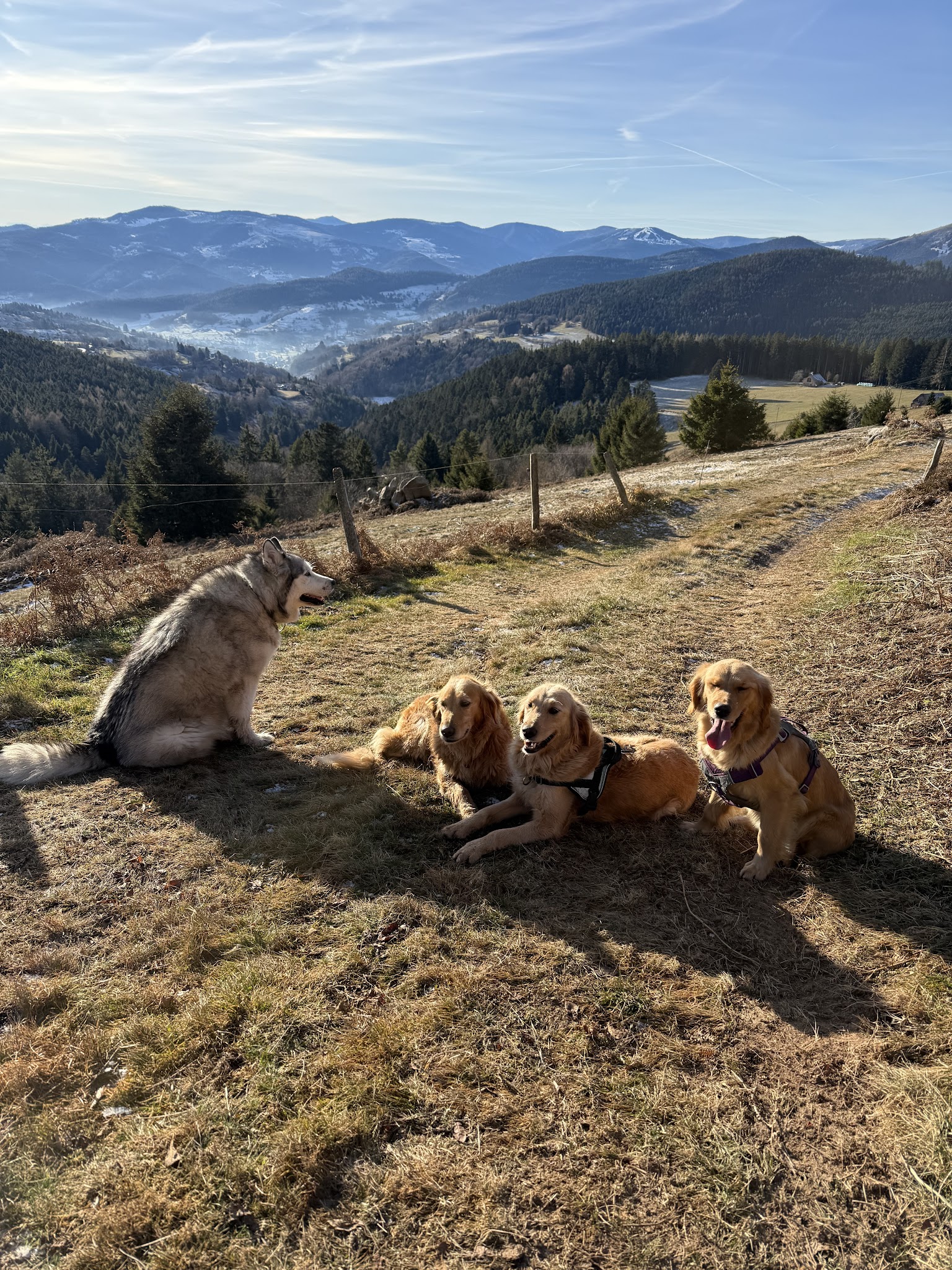 Pension canine Brette Céline — photo