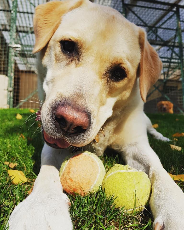 La Coquerie - Pension pour Chiens, Toilettage, éducation canine & Vente d'alimentation Canin et félin — photo