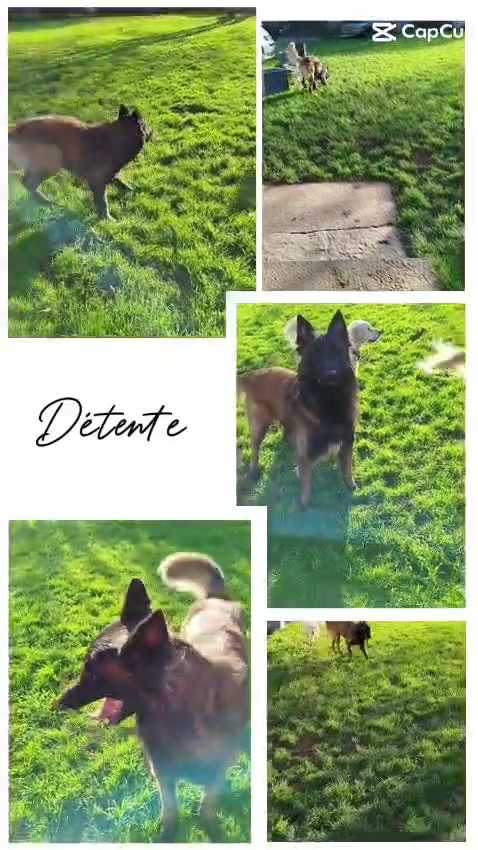 Pension canine familiale | Le chien qui ronfle | Comportementaliste | Educateur canin — photo