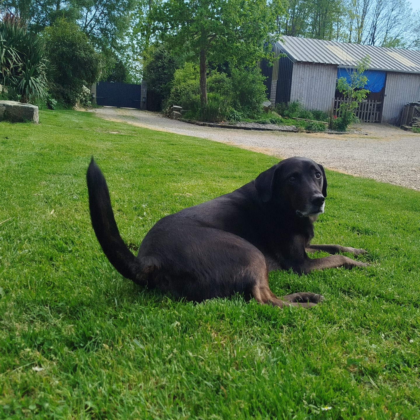 Pension canine familiale | Le chien qui ronfle | Comportementaliste | Educateur canin — photo