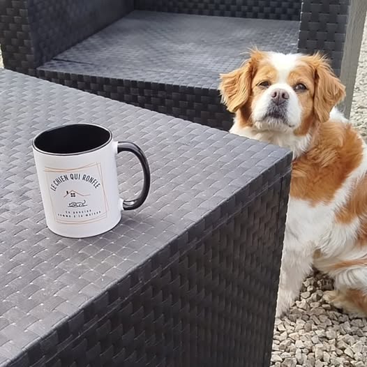 Pension canine familiale | Le chien qui ronfle | Comportementaliste | Educateur canin — photo