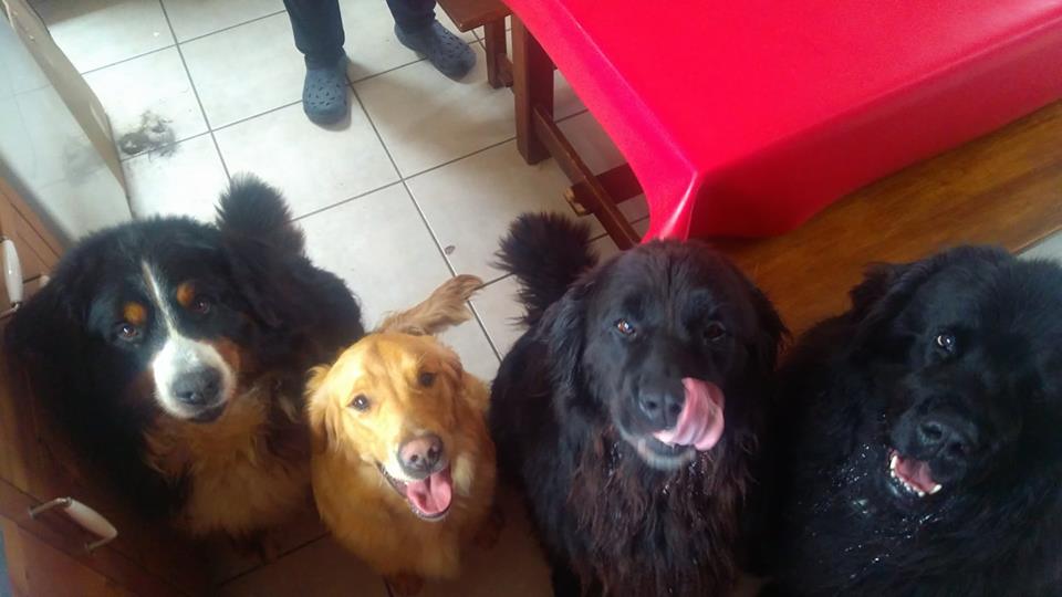 Pension canine familiale | Le chien qui ronfle | Comportementaliste | Educateur canin — photo