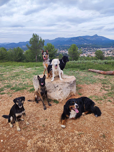 KIBKI :Garde animaux, pension familiale canine, soins énergétiques, conseils naturopathie