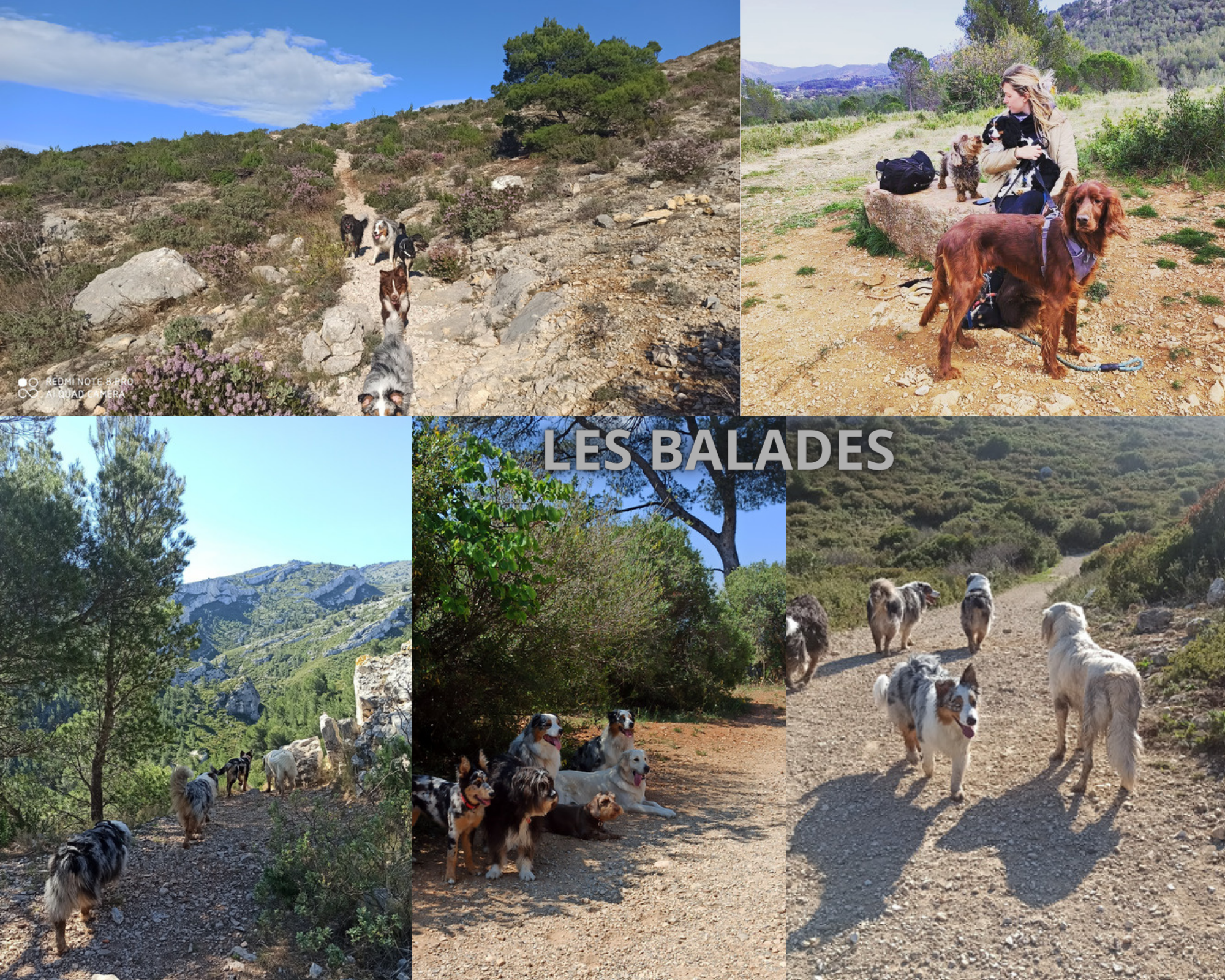 KIBKI :Garde animaux, pension familiale canine, soins énergétiques, conseils naturopathie — photo