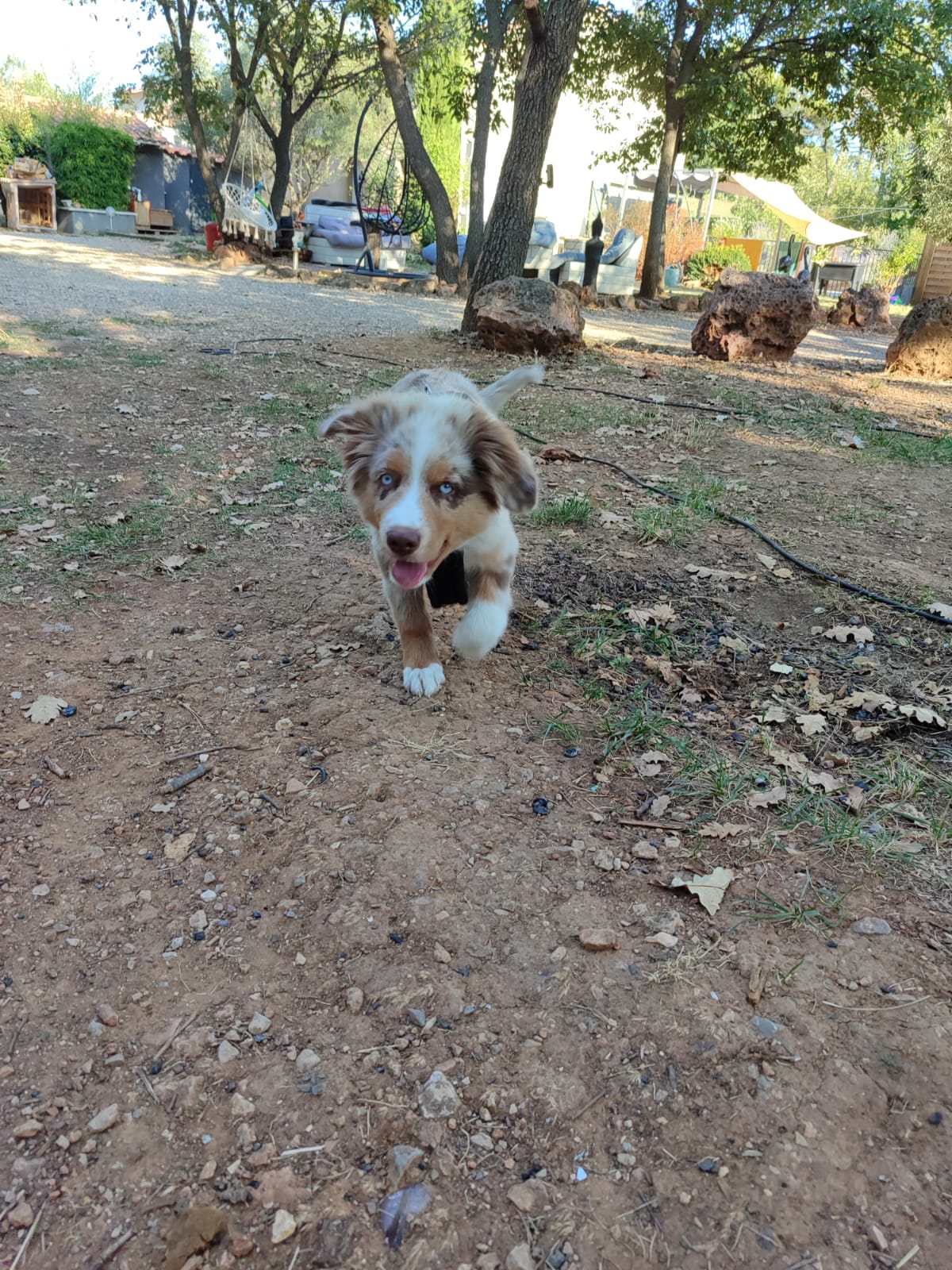 KIBKI :Garde animaux, pension familiale canine, soins énergétiques, conseils naturopathie — photo
