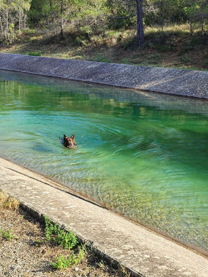 KIBKI :Garde animaux, pension familiale canine, soins énergétiques, conseils naturopathie — photo